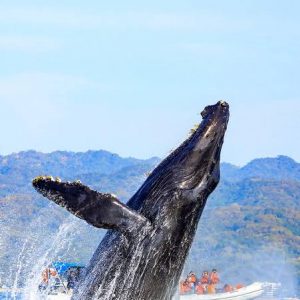 Avistamiento de ballenas